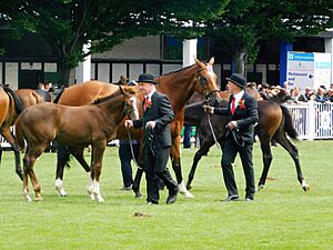 DublinHorseShow2017 AidensfieldFlamenco IrishSportHorseMareAndFoal