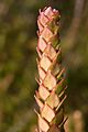 Epacris rhombifolia Polblue Swamp Barrington Tops