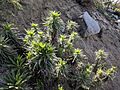 Eriodictyon parryi bush on Mt Wilson, CA, April 2019