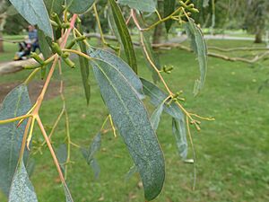 Eucalyptus glaucescens
