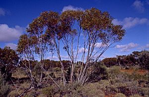 Eucalyptus rigidula.jpg