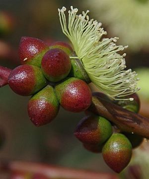Eucalyptus terebra buds.jpg