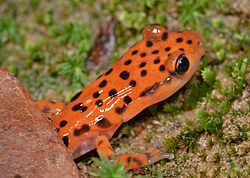 Eurycea lucifuga (Cave Salamander) (3679650501)