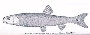 FMIB 34174 Evarra eigenmanni, genet sp nov
