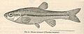 FMIB 39010 Bronze minnow (Phosinus neogaeus)