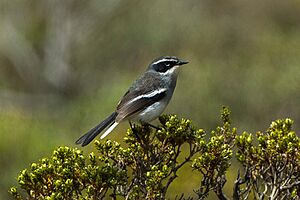 Fairy Warbler - South Africa S4E7312 (17143048570).jpg