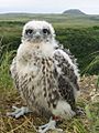 Falco rusticolus -Yukon Delta National Wildlife Refuge, Alaska, USA -juvenile-8
