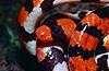 False Coral Snake (Anilius scytale) close-up (13929278050).jpg