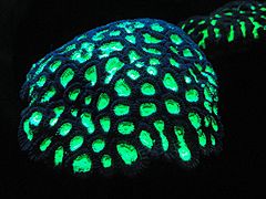 Fluorescent coral - MBA - DSC07089