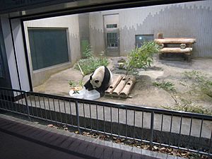 Giant Panda in Ueno Zoo