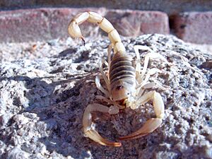 Giant hairy scorpion, Twentynine Palms, Ca 2813 RobbHannawacker.jpg