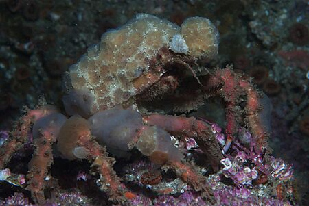 Graceful Decorator Crab (Oregonia gracilis)