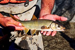 Mylopharodon conocephalus Facts for Kids