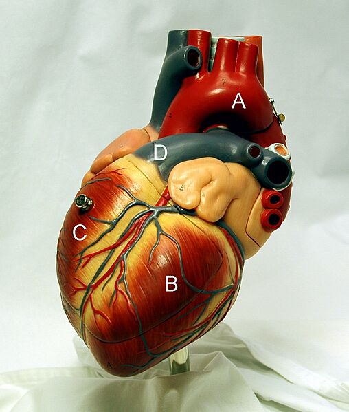 Heart with ventricles and arteries