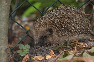 Hedgehog-among-leaves