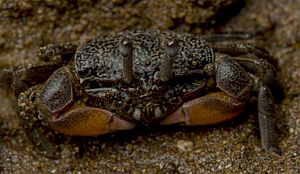 Heloecius cordiformis - Semaphore crab - juvenile