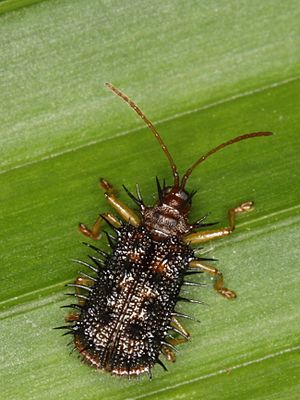 Hispine from Java (6282966544).jpg