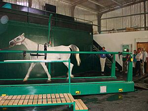 Horse on treadmill in Qatar