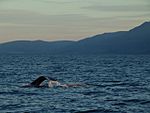 Husavik whales