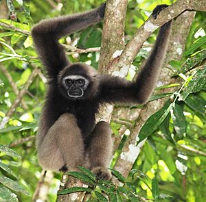 Hylobates funereus North Borneo Gibbon Tabin WR Sabah Quentin Phillipps 23 Oct 2010.jpg