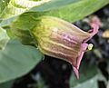 IMG 8028 Atropa belladonna L. Single flower in profile