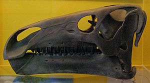 Iguanodont skull