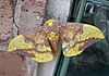 Imperial moth Illinois.JPG