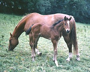 Irish Sport Horse foal and mare