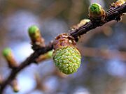 Japanese Larch pollen cone, Cardiff, Wales