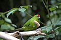 Kakariki eating