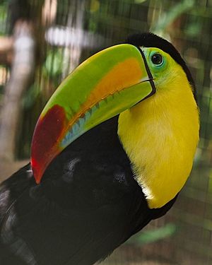 Keel-billed Toucan Facts for Kids