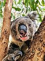 Koala at Morialta Falls