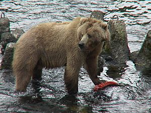 Kodiak Bear with salmon, USFWS DI-DSC00044