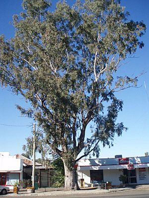 Leichhardt Tree, Taroom (2009).jpg