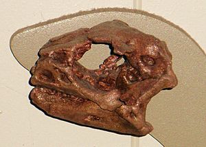 Lesothosaurus diagnosticus
