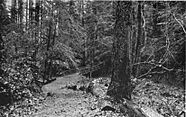 Macleay Park 1914 - Portland, Oregon.jpg