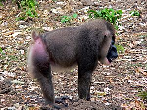 Drill (animal) Facts for Kids