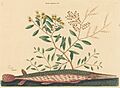 Mark Catesby, The Green Gar Fish (Esox osseus), published 1731-1743, NGA 53845