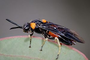 Melaleuca sawfly.jpg