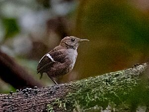 Microcerculus bambla - Wing-banded Wren, Presidente Figueiredo, Amazonas, Brazil.jpg