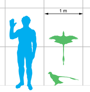 Microraptor scale