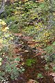 Mill Creek in its upper reaches 2