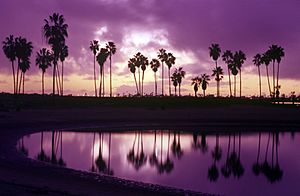 Mission Bay Palm Trees, 2000 pixel image