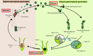 Moss alternation of generations 03-2012
