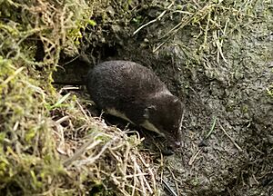 Neomys fodiens (Varsinais-Suomi, Finland) 1 (cropped)