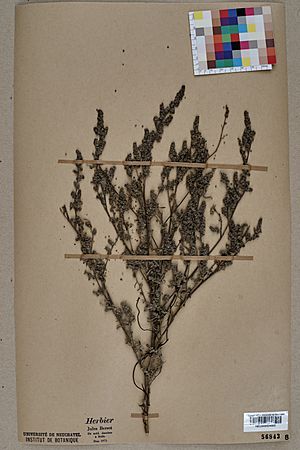 Neuchâtel Herbarium - Chenopodium pratericola - NEU000004682.jpg