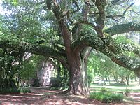 Oak tree at Melrose Plantation IMG 3448