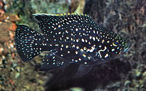 Paratilapia polleni Bleeker