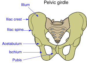 Pelvic girdle illustration
