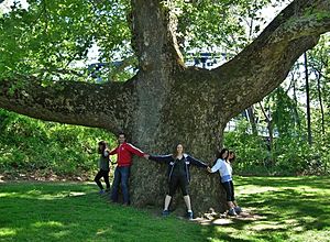 Pinchot Sycamore - sycamore tree in Simsbury, Connecticut, May 2015